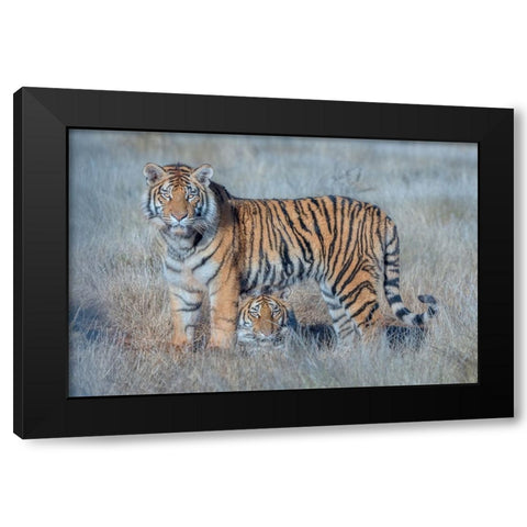 Two Tigers Black Modern Wood Framed Art Print with Double Matting by Li, Min