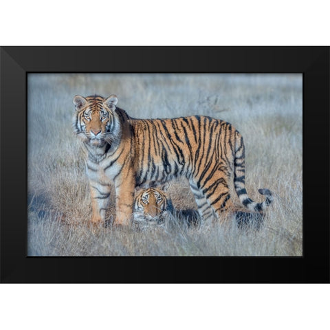 Two Tigers Black Modern Wood Framed Art Print by Li, Min
