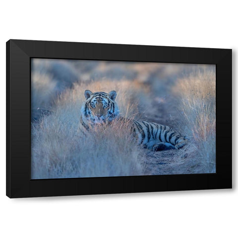 Cool Morning Tiger Black Modern Wood Framed Art Print by Li, Min