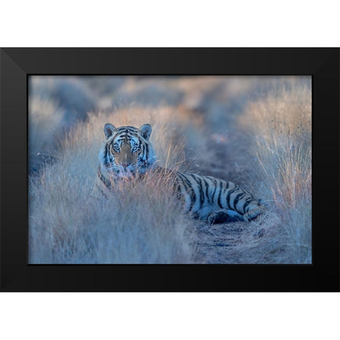 Cool Morning Tiger Black Modern Wood Framed Art Print by Li, Min