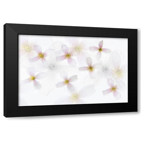 Clematis Art Black Modern Wood Framed Art Print by Van Krimpen, Brigitte
