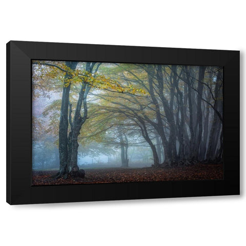 Trees In The Fog Black Modern Wood Framed Art Print by Barboni, Sergio