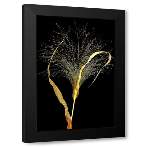 Golden Grass Black Modern Wood Framed Art Print by Dingemans, Saskia