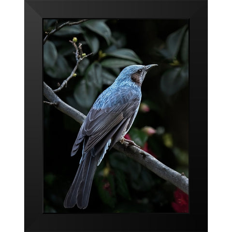 My Blue Bird Black Modern Wood Framed Art Print by Hirai, Takiko