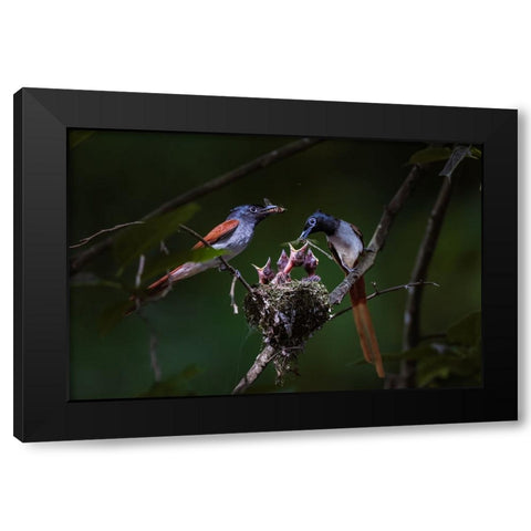 Feeding Black Modern Wood Framed Art Print with Double Matting by Fengying Long