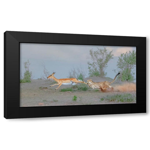 Cheetah Hunting Black Modern Wood Framed Art Print with Double Matting by Xu, Sheila
