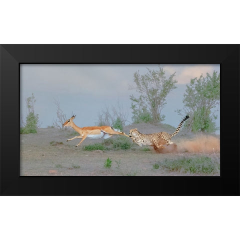 Cheetah Hunting Black Modern Wood Framed Art Print by Xu, Sheila