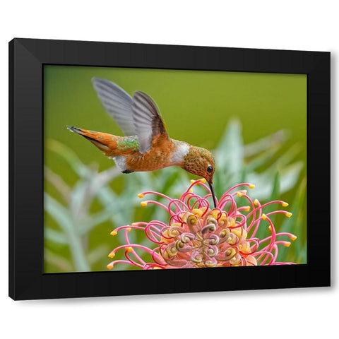 Hummingbird And Grevillea Flower Black Modern Wood Framed Art Print by Huang, Xiaojian