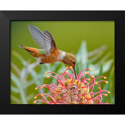 Hummingbird And Grevillea Flower Black Modern Wood Framed Art Print by Huang, Xiaojian