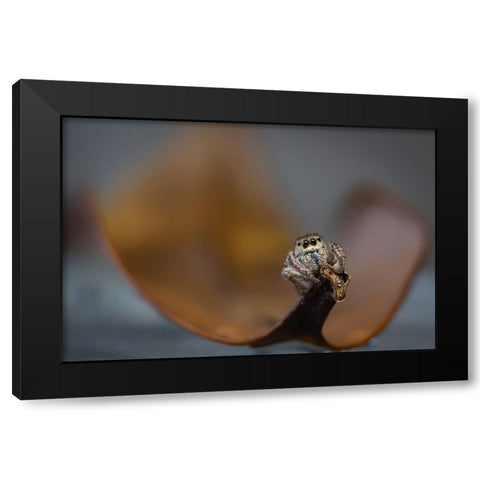 Jumping Spider Black Modern Wood Framed Art Print with Double Matting by Deng, Ivy