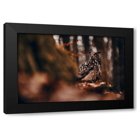 Eurasian eagle-owl (Bubo bubo) Black Modern Wood Framed Art Print with Double Matting by Furch, Lukas