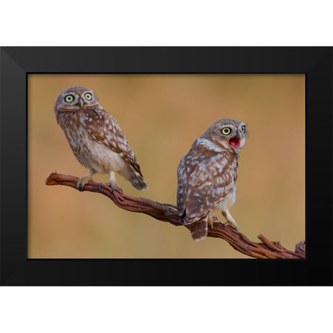 Hatched And  Got Surprised Black Modern Wood Framed Art Print by Manusevich, David