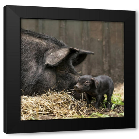 Tiny Black Modern Wood Framed Art Print by Van Den, Gert