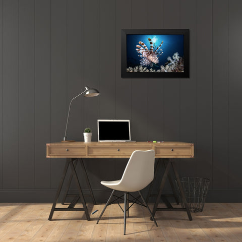 Lionfish Black Modern Wood Framed Art Print by Peneau, Cedric