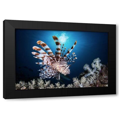 Lionfish Black Modern Wood Framed Art Print with Double Matting by Peneau, Cedric