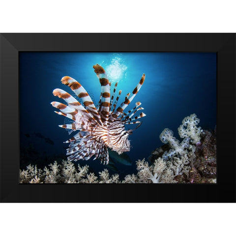 Lionfish Black Modern Wood Framed Art Print by Peneau, Cedric