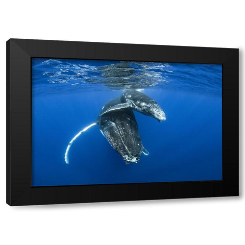 Humpback Whales Black Modern Wood Framed Art Print with Double Matting by Peneau, Cedric