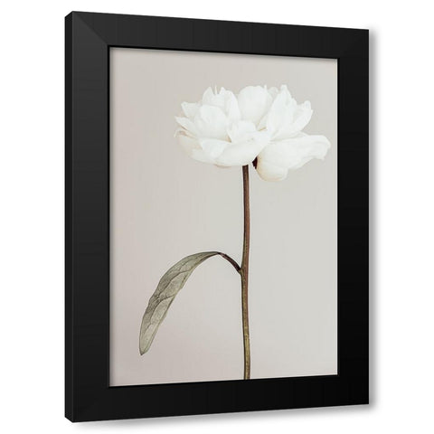 Peony 07 Black Modern Wood Framed Art Print by 1X Studio III