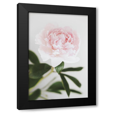 Peony 10 Black Modern Wood Framed Art Print by 1x Studio III