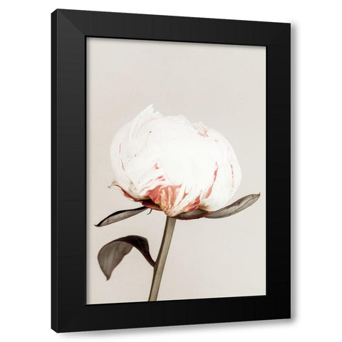 Peony 13 Black Modern Wood Framed Art Print by 1x Studio III