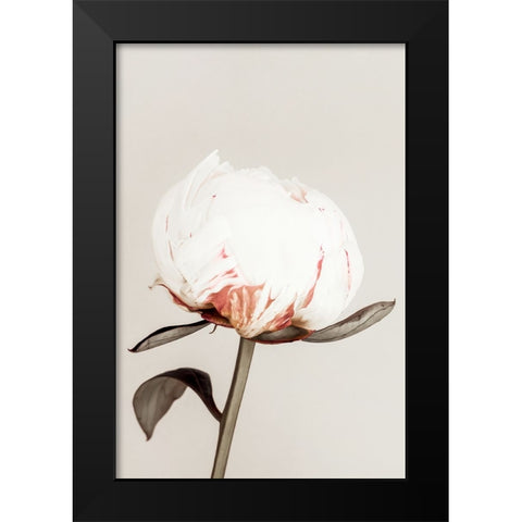 Peony 13 Black Modern Wood Framed Art Print by 1x Studio III
