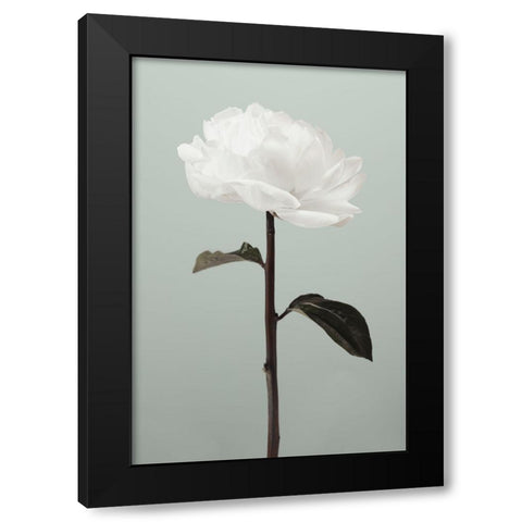Peony 16 Black Modern Wood Framed Art Print by 1x Studio III