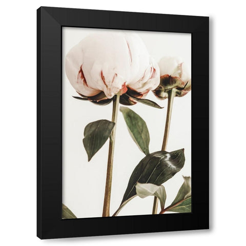 Peony 24 Black Modern Wood Framed Art Print with Double Matting by 1x Studio III