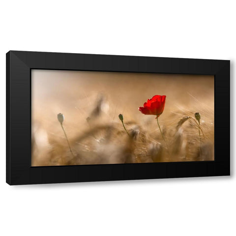 Poppy Black Modern Wood Framed Art Print by Coenders, Chris