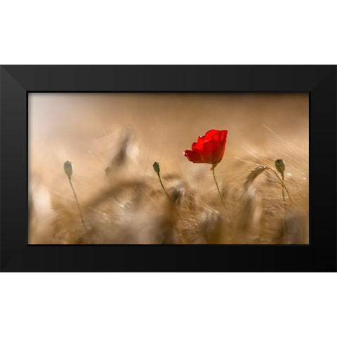 Poppy Black Modern Wood Framed Art Print by Coenders, Chris