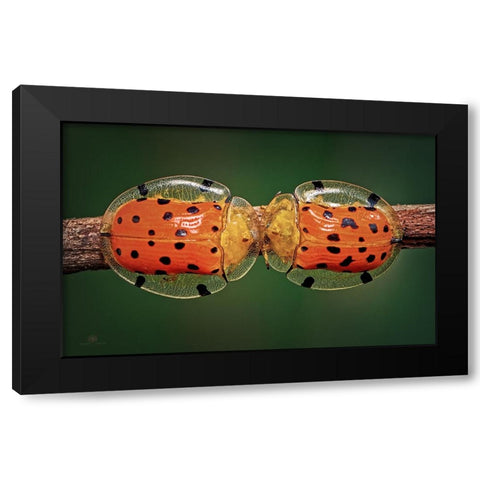 Spotted Tortoise Beetle Black Modern Wood Framed Art Print by Ghosh, Indranil