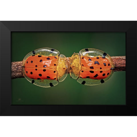 Spotted Tortoise Beetle Black Modern Wood Framed Art Print by Ghosh, Indranil