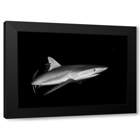 Shark In The Caribbean Black Modern Wood Framed Art Print with Double Matting by Ichinoseki, Sayaka