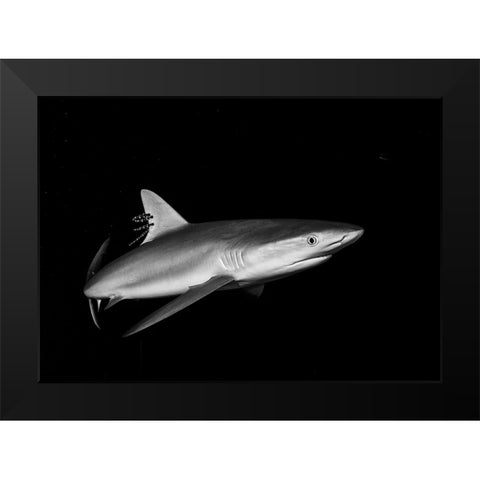 Shark In The Caribbean Black Modern Wood Framed Art Print by Ichinoseki, Sayaka