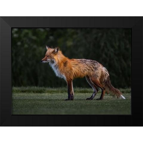 You Caught My Eyes Black Modern Wood Framed Art Print by Tseng, Judy