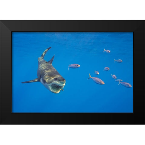 Chase With The Great White Black Modern Wood Framed Art Print by Rebro, Marcel