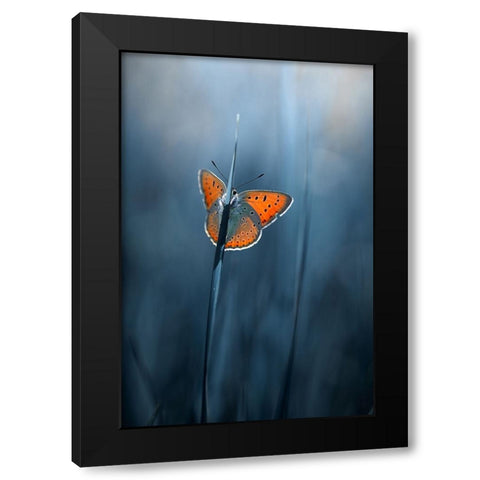 shy butterfly Black Modern Wood Framed Art Print with Double Matting by Kazun, Andrii