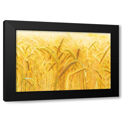 Harvest Time Black Modern Wood Framed Art Print with Double Matting by Michael