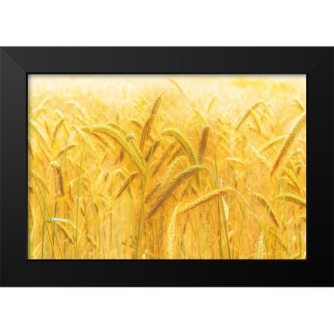 Harvest Time Black Modern Wood Framed Art Print by Michael