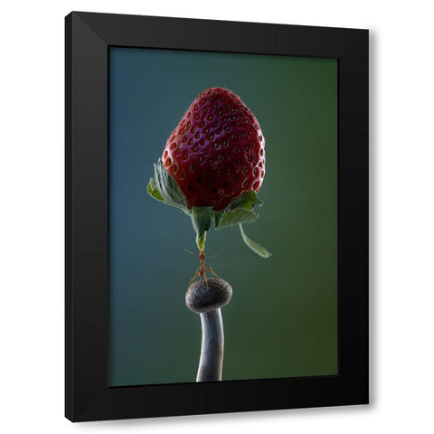 Mighty Ant Lift-Up A Strawberry Black Modern Wood Framed Art Print with Double Matting by Suhardjo, Lisdiyanto