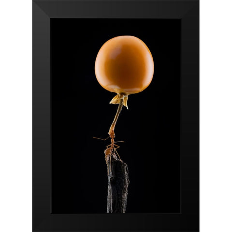 Mighty Ant Lift-Up A Tomato Black Modern Wood Framed Art Print by Suhardjo, Lisdiyanto