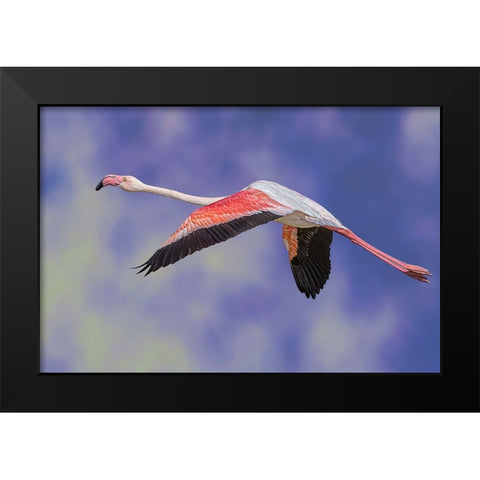 Freedom Black Modern Wood Framed Art Print by Eman Elghazzawy, Dr.