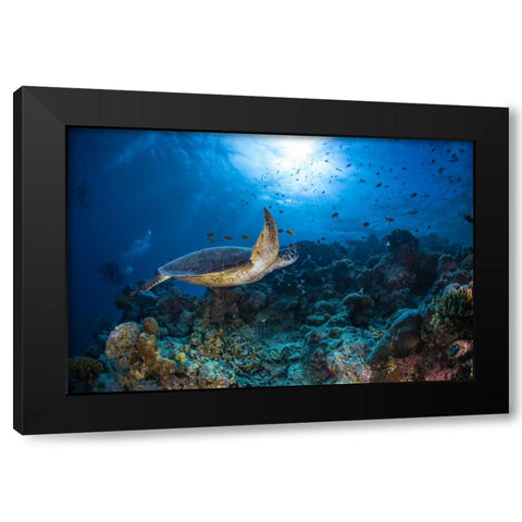 Sunlight And Green Turtle Black Modern Wood Framed Art Print by Gabriel, Barathieu