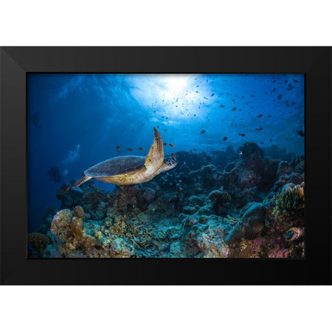 Sunlight And Green Turtle Black Modern Wood Framed Art Print by Gabriel, Barathieu