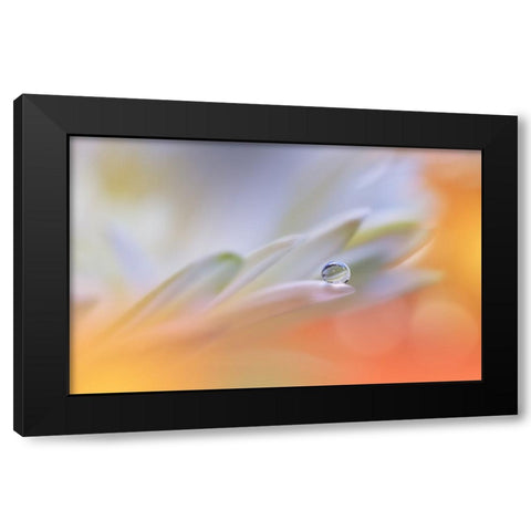 Little Wonders...II Black Modern Wood Framed Art Print with Double Matting by Nan, Juliana