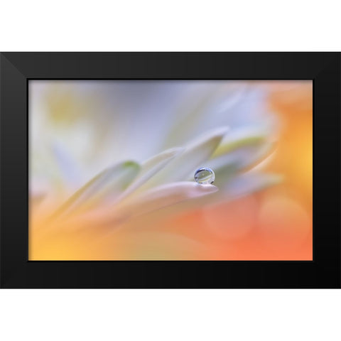 Little Wonders...II Black Modern Wood Framed Art Print by Nan, Juliana