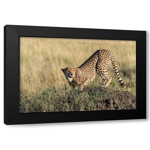 Bent And AttentIVe Black Modern Wood Framed Art Print with Double Matting by Damico, Giuseppe