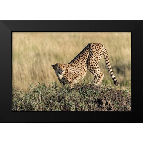 Bent And AttentIVe Black Modern Wood Framed Art Print by Damico, Giuseppe