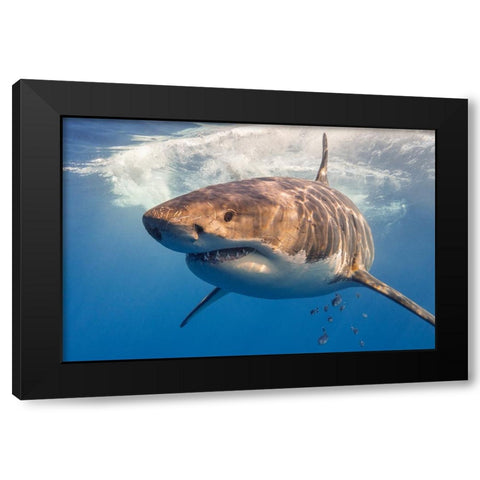 Great White Black Modern Wood Framed Art Print by Rebro, Marcel