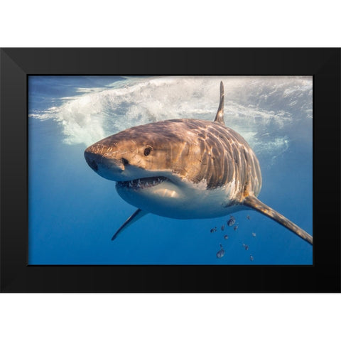 Great White Black Modern Wood Framed Art Print by Rebro, Marcel