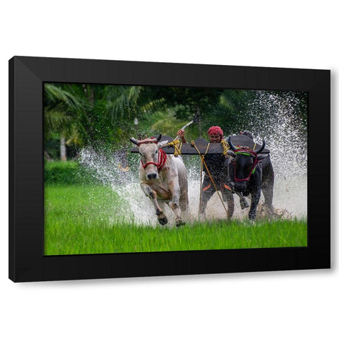 Moichara Cattle Race FestIVal Black Modern Wood Framed Art Print by Biswas, Kuntal